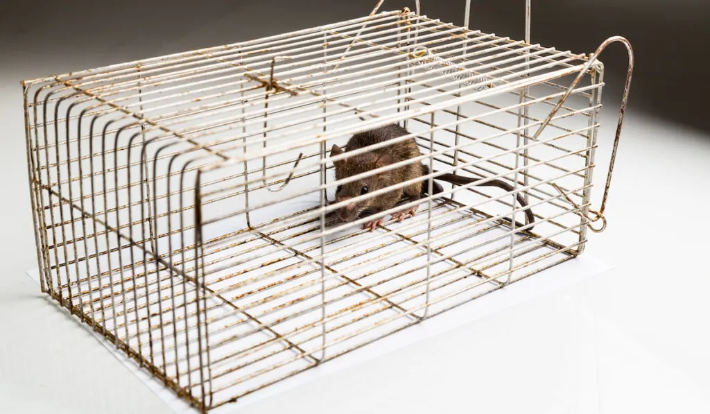 metal cage with a mouse in it