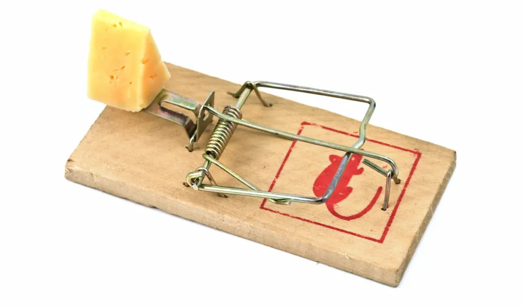 mouse trap with a cheese bait