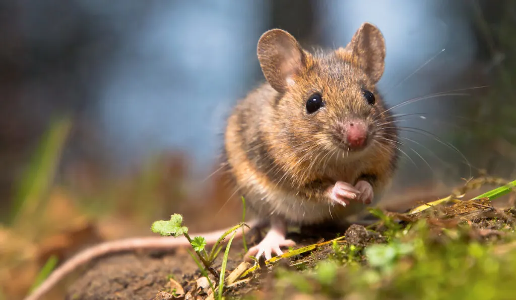 wild wood mouse