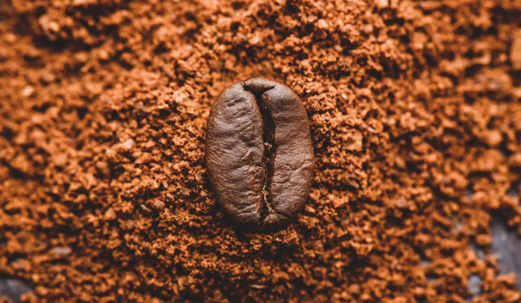 Coffee bean on head of an old coffee ground