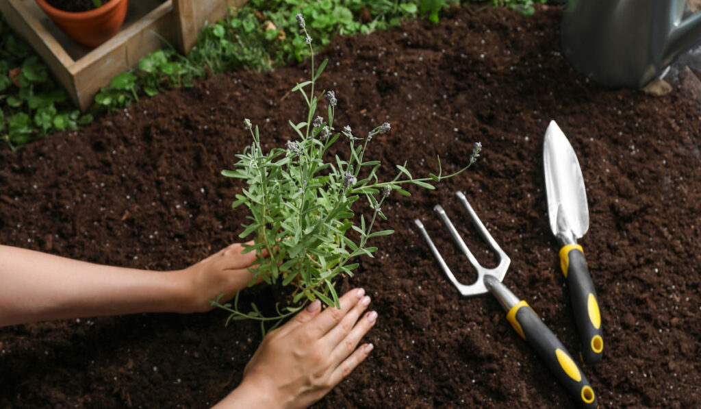 Woman transplanting beautiful lavender flower into soil in garden with transplant shovel on the side