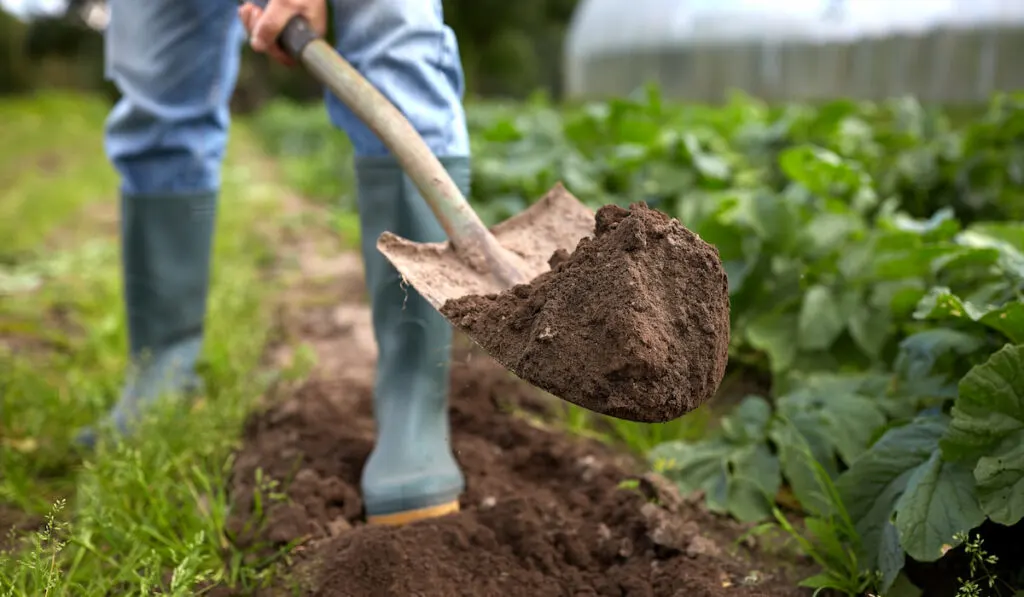 man with digging shovel digging garden bed 