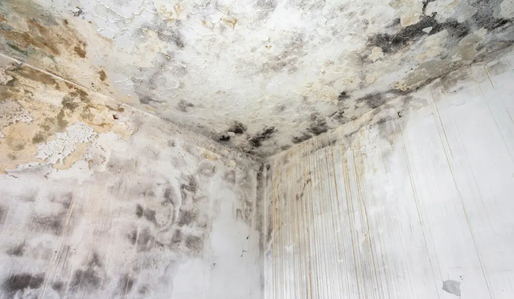 mold fungus on ceiling and wall of a condemned house