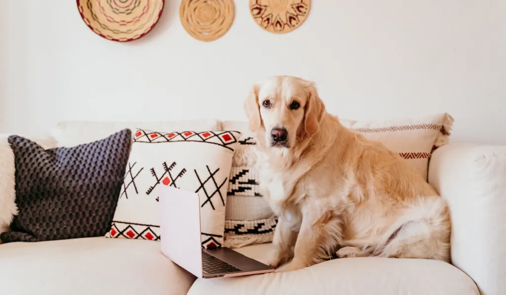 Adorable golden retriever dog on the sofa with a laptop