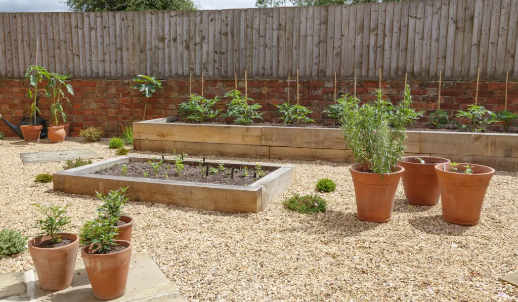 Raised beds in a kitchen vegetable garden with wooden landscaping