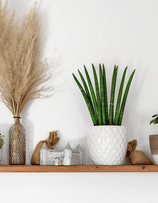 floating wooden shelf on white wall with decorations of potted plants