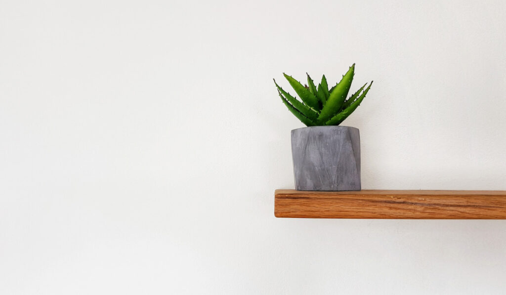 potted succulent plant on wooden floating shelf on white wall